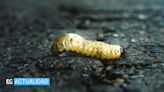 Nicaragua confirma 55 casos de gusano barrenador en animales