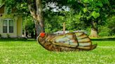 ‘They have their own fan club’: Giant cicadas create a buzz around Franklin home