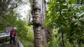 El ‘Gran Abuelo’, un árbol milenario considerado una cápsula del tiempo