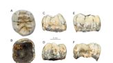 El hallazgo del diente de una niña resuelve un antiguo misterio científico