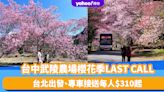 台灣櫻花2024｜台中武陵農場櫻花季LAST CALL！台北出發、專車接送每人$310起