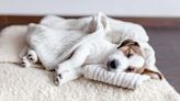 ¿Es bueno tapar a nuestros perros cuando duermen?