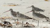 Alaska-Australia flight could place bird in record books