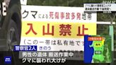 日本秋田縣兩警遭熊襲重傷 擴大禁止入山範圍