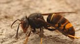 ‘Species to watch’: North Carolinians asked to be on lookout for invasive yellow-legged hornet nests