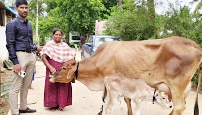 Jersey cow delivers an Ongole breed calf in Annamayya district