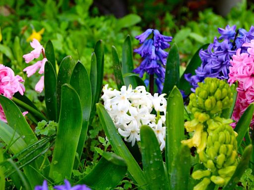 Add Color and Fragrance to Your Garden with Hyacinth Flowers