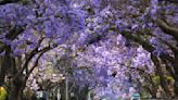 Why haven't all the jacarandas bloomed yet? When will purple reign again in L.A.?