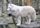 Arctic wolf