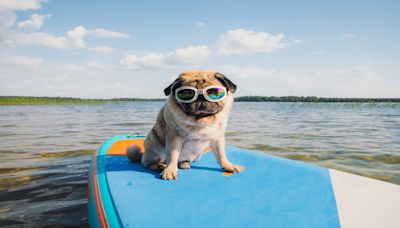 A beginner’s guide to paddleboarding with a dog