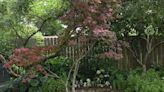 Our Japanese maple brought me an enchanted spring: Danny Heitman