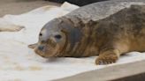 Wildlife Rescue shows seal pup fighting for her life