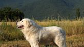 These adorable sheepdogs are saving a vulnerable penguin population by fighting off predators: ‘They’re the true heroes’