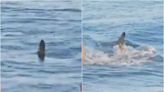 Video: el inmenso tiburón que apareció en una playa de España y generó pánico