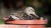 Woman Saves Ducklings Trapped in Pot Thanks To Mama Duck's Quacks For Help