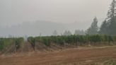 Oregon wineries, vineyards sue PacifiCorp for $100 million over wildfire smoke damage