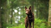 Working Australian Kelpies Prove They’re Anything but Ordinary Dogs