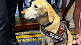 Canines on Capitol Hill push legislation to help working dogs - WTOP News