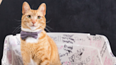 L.A. cat cafe brings back popular ‘S**t On Your Ex’ campaign to help animals in need