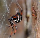 Latrodectus variolus