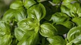 20 Basil Companion Plants for a Beautiful Garden All Season Long