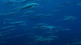 Watch a huge megapod of acrobatic spinner dolphins in incredible, rare video