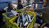 ¿Qué pasa con la xarda? Los pescadores no se explican su declive: 'Casi ha desaparecido del mar'