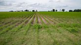 Soybean could get Oklahoma symbol status