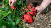 Verregnet: Sehr niedrige Erdbeer- und Spargelernte erwartet