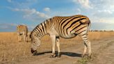 Russian occupiers take zebras from Askaniia-Nova natural reserve in occupied Kherson Oblast to Crimea