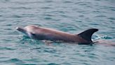 See a topless woman try to ride a wayward dolphin