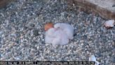 Three fuzzy falcon chicks have arrived at UC Berkeley clocktower