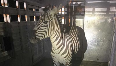 Escaped zebra captured after nearly a week on the lam