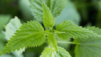 Nettle research stings doctors to test remedies