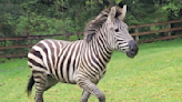 Former rodeo clown helps wrangle loose zebras in Washington