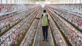 Avian flu virus may be more infectious to humans from cattle than from birds: Research