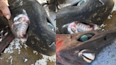 漁夫捕獲深海怪鯊 「水汪汪大眼、面帶微笑」的詭異模樣令漁夫抖抖：毛骨悚然！ | 蕃新聞