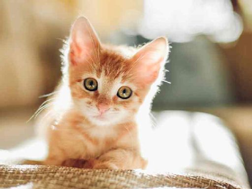 Calcutta man throws kitten to death from high-rise, cops file case