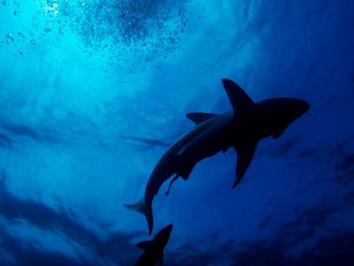 Shark Viciously Attacks Teenager During Lifeguard Training Camp