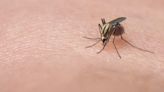 Puerto Rico declares public health emergency after rise in dengue fever cases