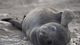 Person Gets Once-In-a-Lifetime Experience At the Beach When Seal Comes Swimming Up