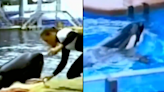 SeaWorld trainer’s final moments alive before she was snatched by killer whale Tilikum and eaten