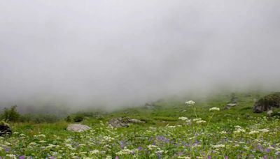 Best flower valleys to visit in India in 2024