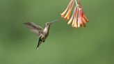 Get ready to put your hummingbird feeders out. See where they are with interactive map