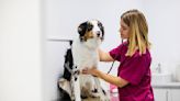 Los veterinarios de Alicante advierten de que las malas condiciones laborales han provocado ya una tasa de abandono del 30%