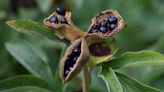 How to harvest peony seeds – and sow new plants for your garden