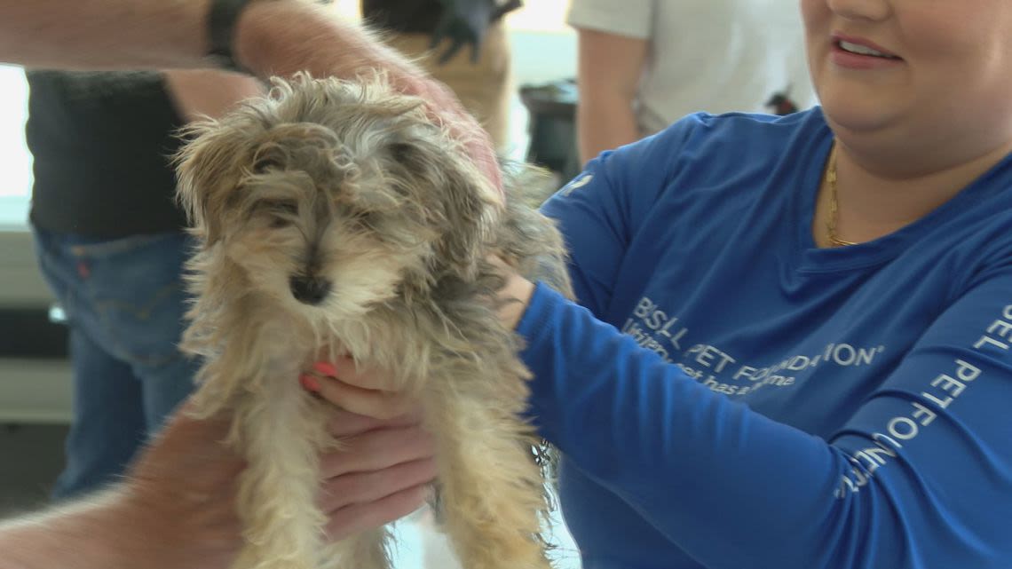 Plane full of puppies rescued from puppy mill arrives in Grand Rapids
