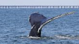 Two humpback whales spotted off coast of Ocean City, Maryland, over Memorial Day weekend