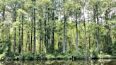 Great Dismal Swamp Canal temporarily closing for maintenance