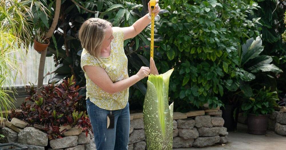 Rare 'Corpse Flower' poised to bloom for first time at northern Colorado university